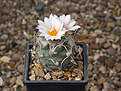 Нажмите на изображение для увеличения.

Название:	Turbinicarpus macrochele Dr Arroyo (1).jpg
Просмотров:	162
Размер:	175.6 Кб
ID:	355090