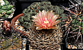 Нажмите на изображение для увеличения.

Название:	Pyrrhocactus.jpg
Просмотров:	165
Размер:	174.2 Кб
ID:	355101