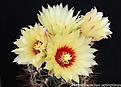 Нажмите на изображение для увеличения.

Название:	Hamatocactus setispinus.JPG
Просмотров:	163
Размер:	240.1 Кб
ID:	355132