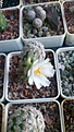 Нажмите на изображение для увеличения.

Название:	Mammillaria theresae var. albiflora.JPG
Просмотров:	163
Размер:	86.7 Кб
ID:	355136