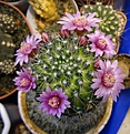 Нажмите на изображение для увеличения.

Название:	Mammillaria sp.jpg
Просмотров:	134
Размер:	156.1 Кб
ID:	355145