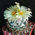 Нажмите на изображение для увеличения.

Название:	Coryphantha bumamma.jpg
Просмотров:	132
Размер:	224.1 Кб
ID:	355176