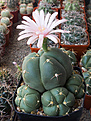 Нажмите на изображение для увеличения.

Название:	Gymnocalycium buenekeri RWB 462.jpg
Просмотров:	184
Размер:	211.2 Кб
ID:	355200