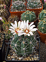 Нажмите на изображение для увеличения.

Название:	Gymnocalycium mostii v.kurtzianum Sra. De Oro.jpg
Просмотров:	184
Размер:	222.2 Кб
ID:	355201