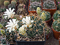 Нажмите на изображение для увеличения.

Название:	Gymnocalycium hamatum FR 819.jpg
Просмотров:	188
Размер:	198.6 Кб
ID:	355202