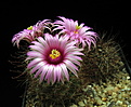 Нажмите на изображение для увеличения.

Название:	Mammillaria wrightii SB86...jpg
Просмотров:	132
Размер:	156.8 Кб
ID:	355255