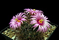 Нажмите на изображение для увеличения.

Название:	Mammillaria wrightii SB86.jpg
Просмотров:	132
Размер:	161.6 Кб
ID:	355256
