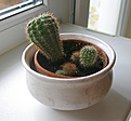 Нажмите на изображение для увеличения.

Название:	Cactus_4395.JPG
Просмотров:	178
Размер:	166.2 Кб
ID:	355320