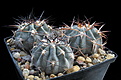 Нажмите на изображение для увеличения.

Название:	ACANTHOCALYCIUM glaucum VG-176, El Eje, Catamarca, 1887m.jpg
Просмотров:	133
Размер:	187.7 Кб
ID:	355339