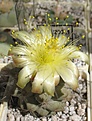 Нажмите на изображение для увеличения.

Название:	Copiapoa_humilis_KH1058_5y.JPG
Просмотров:	183
Размер:	121.2 Кб
ID:	355341