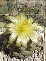 Нажмите на изображение для увеличения.

Название:	Copiapoa_humilis_KH1058_5y.JPG
Просмотров:	155
Размер:	121.2 Кб
ID:	355341