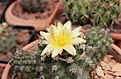 Нажмите на изображение для увеличения.

Название:	C. humilis.jpg
Просмотров:	177
Размер:	238.2 Кб
ID:	355383