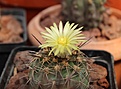 Нажмите на изображение для увеличения.

Название:	islayensis flower т.jpg
Просмотров:	180
Размер:	242.9 Кб
ID:	355393