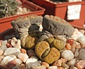 Нажмите на изображение для увеличения.

Название:	Lithops schwantesii v marthae.jpg
Просмотров:	340
Размер:	104.3 Кб
ID:	355399