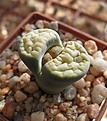 Нажмите на изображение для увеличения.

Название:	lithops schwantesii v marthae.jpg
Просмотров:	379
Размер:	113.3 Кб
ID:	355460