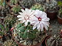 Нажмите на изображение для увеличения.

Название:	Gymnocalycium chiquitanum M 97.jpg
Просмотров:	137
Размер:	198.2 Кб
ID:	355487