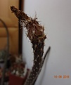 Нажмите на изображение для увеличения.

Название:	DSC04343.JPG
Просмотров:	296
Размер:	107.7 Кб
ID:	355498