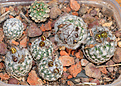 Нажмите на изображение для увеличения.

Название:	TURBINICARPUS-dickisoniae_с.jpg
Просмотров:	220
Размер:	227.2 Кб
ID:	355513