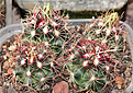 Нажмите на изображение для увеличения.

Название:	THELOCACTUS-bicolor_с.jpg
Просмотров:	254
Размер:	241.4 Кб
ID:	355514