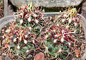 Нажмите на изображение для увеличения.

Название:	THELOCACTUS-bicolor_с.jpg
Просмотров:	195
Размер:	241.4 Кб
ID:	355514