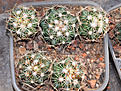 Нажмите на изображение для увеличения.

Название:	CORYPHANTHA-cornifera_с.jpg
Просмотров:	231
Размер:	233.9 Кб
ID:	355516