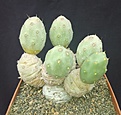 Нажмите на изображение для увеличения.

Название:	Cumulopuntia corotilla v.aurantiaciflora.jpg
Просмотров:	279
Размер:	239.0 Кб
ID:	355523