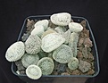 Нажмите на изображение для увеличения.

Название:	Puna clavarioides forma white.jpg
Просмотров:	282
Размер:	243.4 Кб
ID:	355524