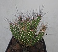 Нажмите на изображение для увеличения.

Название:	Micropuntia pulchella.jpg
Просмотров:	277
Размер:	230.1 Кб
ID:	355525