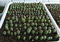Нажмите на изображение для увеличения.

Название:	Echinocereus - копия.jpg
Просмотров:	231
Размер:	224.7 Кб
ID:	355527