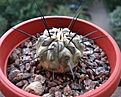 Нажмите на изображение для увеличения.

Название:	Copiapoa cinerea var. dealbata.JPG
Просмотров:	241
Размер:	205.7 Кб
ID:	355530