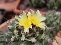 Нажмите на изображение для увеличения.

Название:	Copiapoa humilis.jpg
Просмотров:	127
Размер:	114.4 Кб
ID:	355532