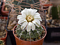 Нажмите на изображение для увеличения.

Название:	Gymnocalycium vatteri P 108.jpg
Просмотров:	128
Размер:	174.3 Кб
ID:	355538