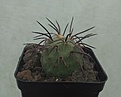 Нажмите на изображение для увеличения.

Название:	Tephr.geometricus HPT 375.jpg
Просмотров:	266
Размер:	196.3 Кб
ID:	355550