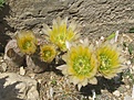 Нажмите на изображение для увеличения.

Название:	dasiacanthus.JPG
Просмотров:	235
Размер:	216.9 Кб
ID:	355570