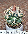 Нажмите на изображение для увеличения.

Название:	Coryphantha sulcolanata.jpg
Просмотров:	169
Размер:	236.7 Кб
ID:	355589