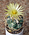 Нажмите на изображение для увеличения.

Название:	Coryphantha sulcolanata.jpg
Просмотров:	164
Размер:	231.7 Кб
ID:	355631