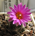 Нажмите на изображение для увеличения.

Название:	Coryphantha_hesteri_SB430_4y.JPG
Просмотров:	138
Размер:	129.4 Кб
ID:	355633
