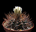 Нажмите на изображение для увеличения.

Название:	Gymnocalycium moserianum.jpg
Просмотров:	182
Размер:	131.9 Кб
ID:	355684