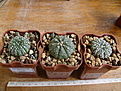 Нажмите на изображение для увеличения.

Название:	Astrophytum asterias 1.JPG
Просмотров:	210
Размер:	138.0 Кб
ID:	355693