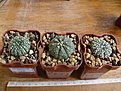 Нажмите на изображение для увеличения.

Название:	Astrophytum asterias 1.JPG
Просмотров:	173
Размер:	138.0 Кб
ID:	355693