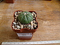 Нажмите на изображение для увеличения.

Название:	Astrophytum asterias 2.JPG
Просмотров:	222
Размер:	134.4 Кб
ID:	355694