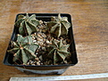 Нажмите на изображение для увеличения.

Название:	Astrophytum capricorne group 1.JPG
Просмотров:	200
Размер:	132.6 Кб
ID:	355695