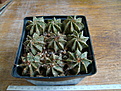 Нажмите на изображение для увеличения.

Название:	Astrophytum capricorne  group 2.JPG
Просмотров:	211
Размер:	131.7 Кб
ID:	355696