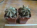 Нажмите на изображение для увеличения.

Название:	Astrophytum capricorne b.JPG
Просмотров:	211
Размер:	131.5 Кб
ID:	355697