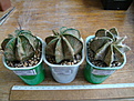 Нажмите на изображение для увеличения.

Название:	Astrophytum capricorne v. major.JPG
Просмотров:	212
Размер:	133.4 Кб
ID:	355698