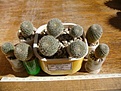 Нажмите на изображение для увеличения.

Название:	Aylostera heliosa ssp. condorensis.JPG
Просмотров:	237
Размер:	45.4 Кб
ID:	355699