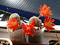Нажмите на изображение для увеличения.

Название:	A. heliosa ssp. condorensis_2.JPG
Просмотров:	240
Размер:	135.4 Кб
ID:	355700