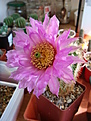 Нажмите на изображение для увеличения.

Название:	Echinocereus reichenbachii.JPG
Просмотров:	239
Размер:	143.2 Кб
ID:	355702