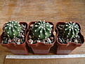 Нажмите на изображение для увеличения.

Название:	Echinopsis subdenudata.JPG
Просмотров:	214
Размер:	139.8 Кб
ID:	355705