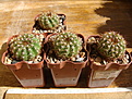 Нажмите на изображение для увеличения.

Название:	Notocactus ottonis.JPG
Просмотров:	248
Размер:	133.4 Кб
ID:	355721